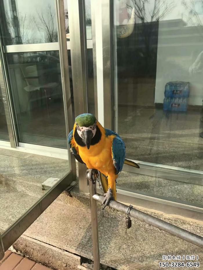 定制鸚鵡雕塑，鳥禽擺件，彩繪仿真工藝